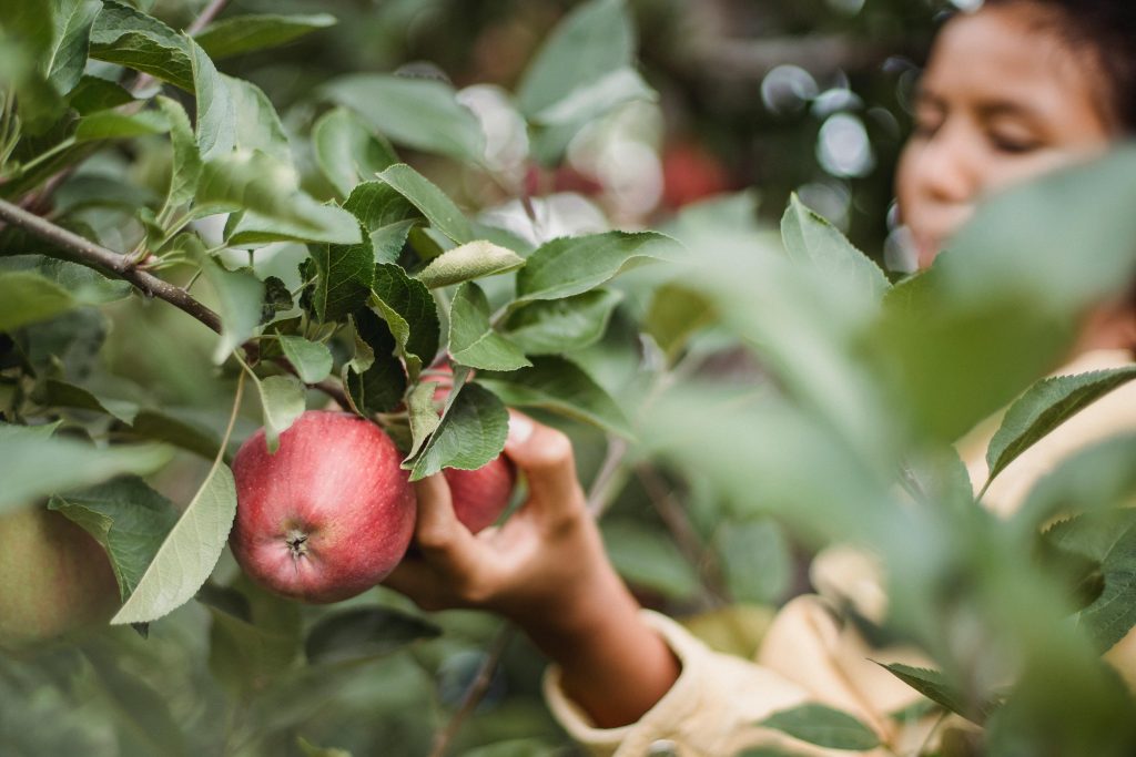A teenager picking fresh apples in a lush orchard, focusing on nature and harvest.